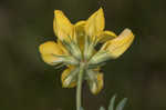 Bird's-foot trefoil